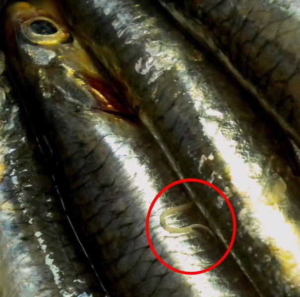 L’anisakis nei bastoncini? article-post