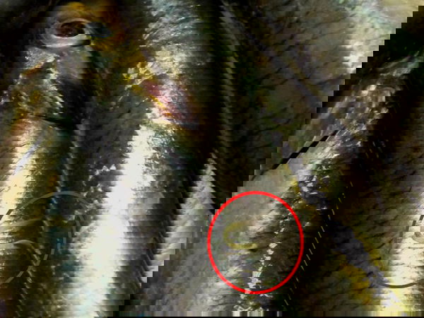 L’anisakis nei bastoncini?