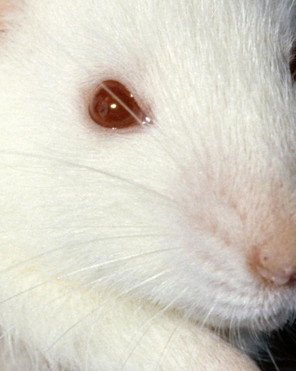 Perché usiamo la sperimentazione animale? article-post