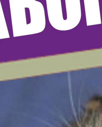 Disinformazione Pro Vita