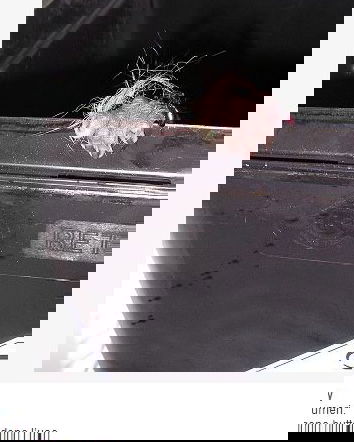 Animal Amnesty e la disinformazione