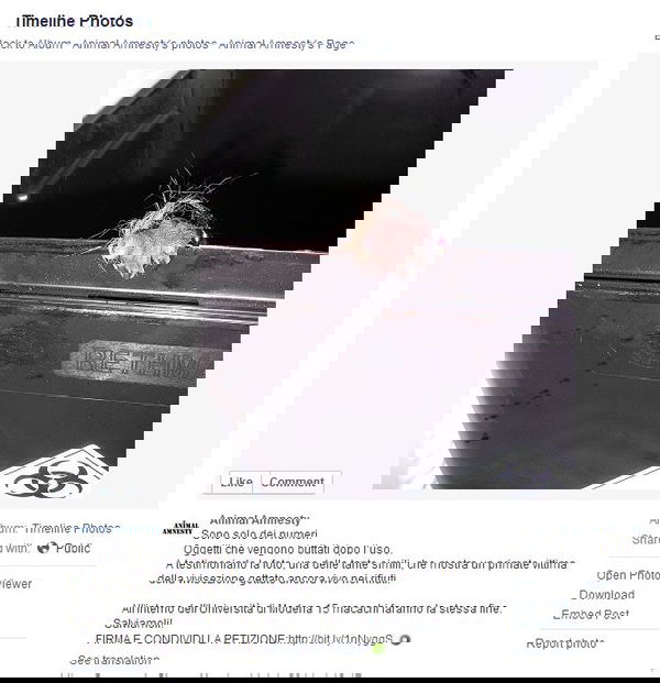 Animal Amnesty e la disinformazione