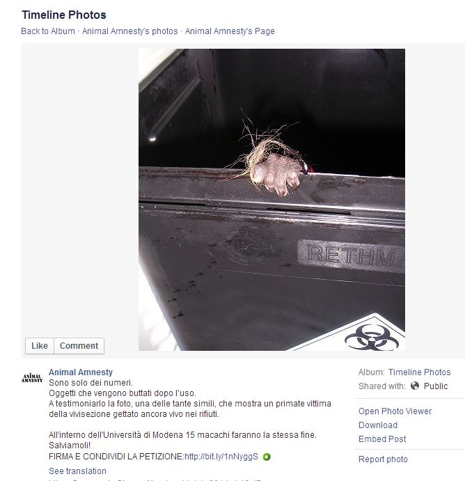 Animal Amnesty e la disinformazione article-post