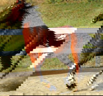 La nuova Coca Cola Gold: gusto urina di cavallo