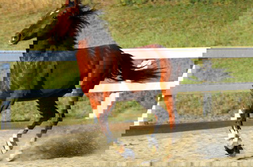 La nuova Coca Cola Gold: gusto urina di cavallo article-post