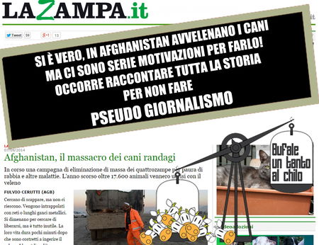 Afghanistan, il massacro dei cani randagi… article-post