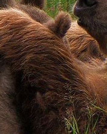 La brutta storia dell’orsa Daniza