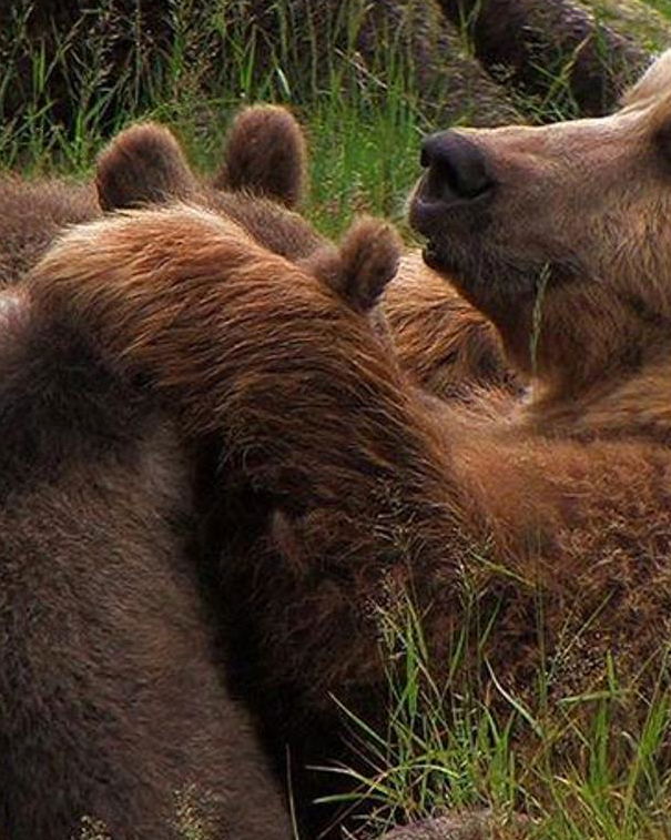 La brutta storia dell’orsa Daniza article-post