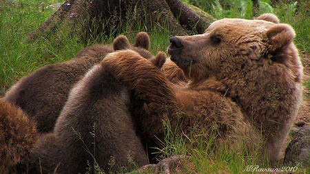 La brutta storia dell’orsa Daniza article-post