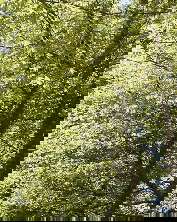 Il Memo di Simpsonwood e gli antivaccinisti