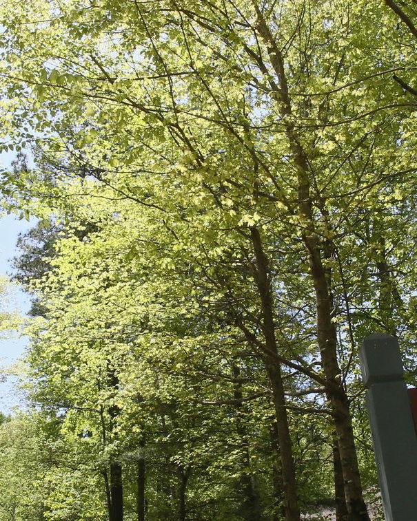 Il Memo di Simpsonwood e gli antivaccinisti article-post