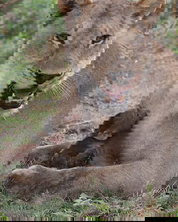 Il baby babbuino e la leonessa