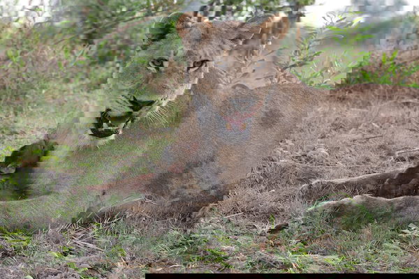 Il baby babbuino e la leonessa