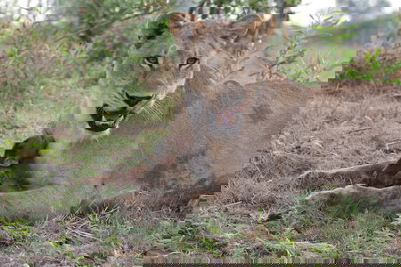 Il baby babbuino e la leonessa article-post