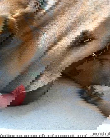 La zooerastia e lo pseudo giornalismo animalaro