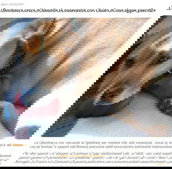 La zooerastia e lo pseudo giornalismo animalaro