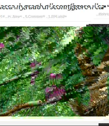 La bacca dell’albero Blushwood ci salverà dal cancro?