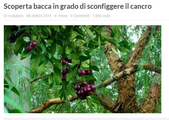 La bacca dell’albero Blushwood ci salverà dal cancro? article-post