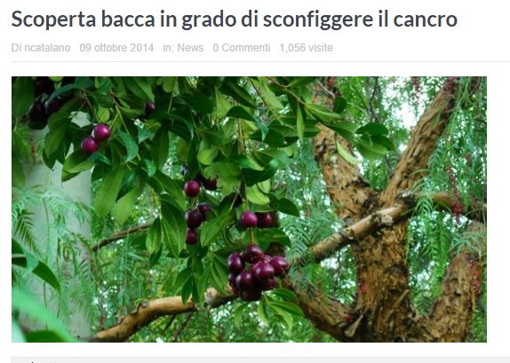 La bacca dell’albero Blushwood ci salverà dal cancro?