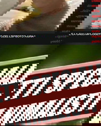 La gallina del Mulino Bianco e l’AIDAA