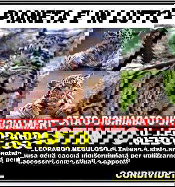 Il leopardo nebuloso estinto