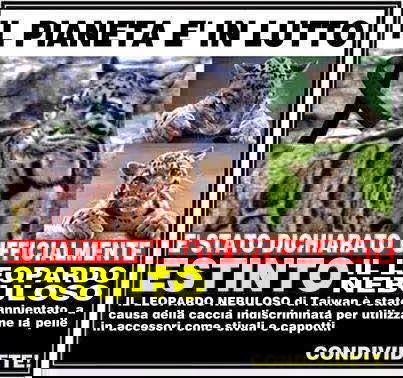 Il leopardo nebuloso estinto article-post