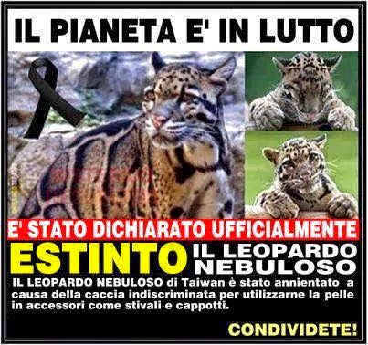 Il leopardo nebuloso estinto