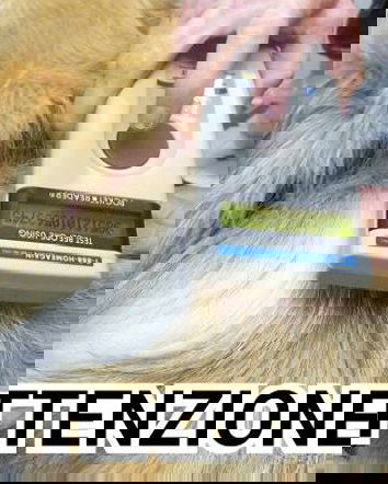 I ladri di cani e il microchip