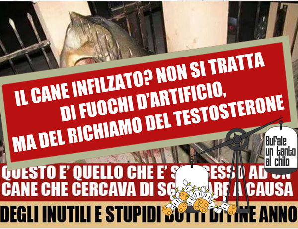 Il cane infilzato per colpa dei fuochi d’artificio