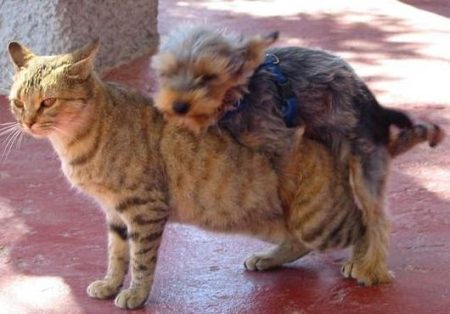 Le idee confuse di alcuni esperti di animali