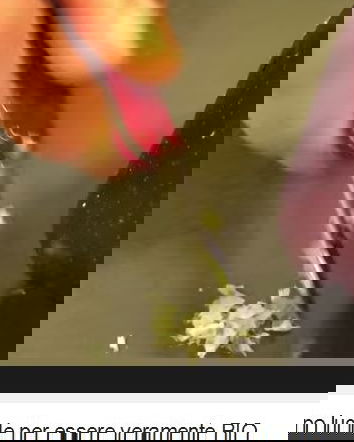 Il tempo delle mele cerate?