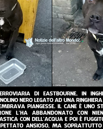 Il cane che piange in Australia