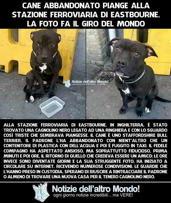 Il cane che piange in Australia