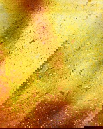 Gli svizzeri fanno scorta: cosa ci nascondono?