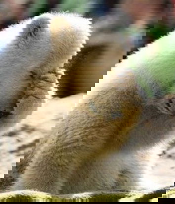 Il pelo di orso l’avete nel cervello