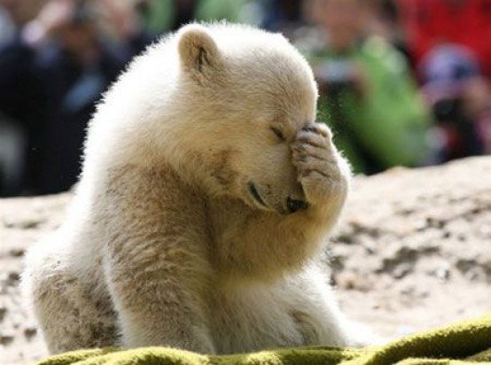 Il pelo di orso l’avete nel cervello article-post