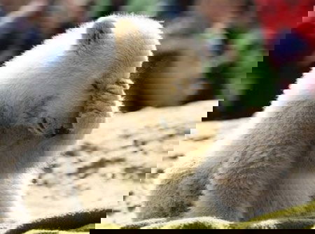 Il pelo di orso l’avete nel cervello article-post