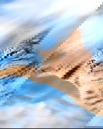 I rom e il gatto volante