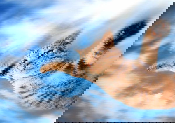 I rom e il gatto volante