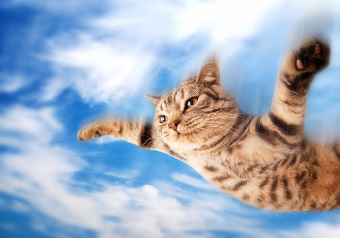 I rom e il gatto volante article-post