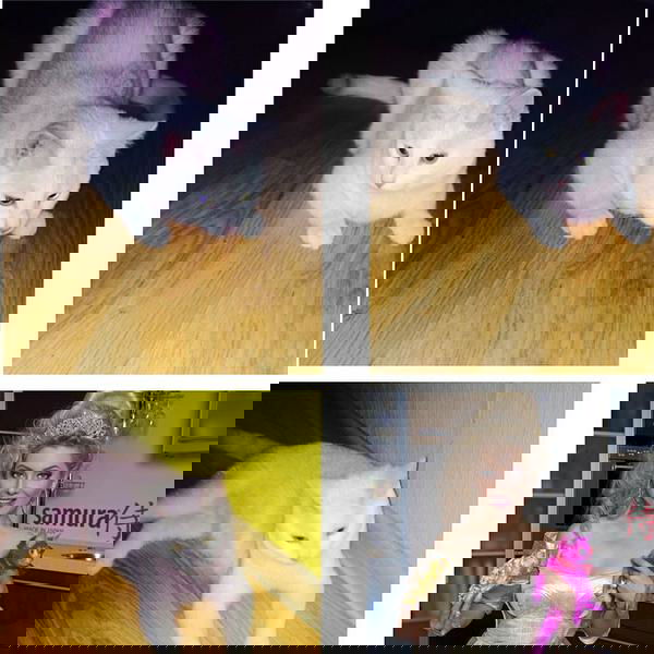 Il gattino rosa article-post