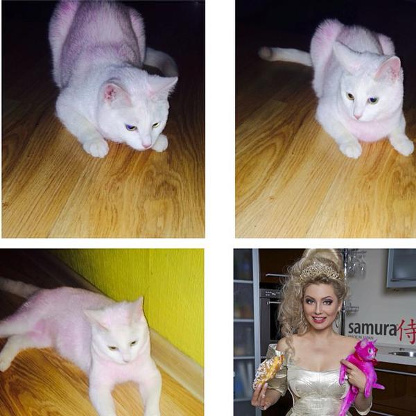 Il gattino rosa article-post