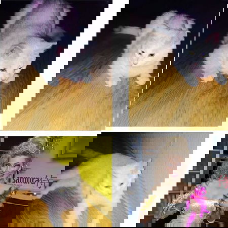 Il gattino rosa article-post