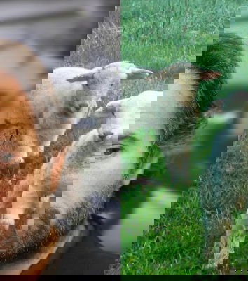 L’agnello di Cracco