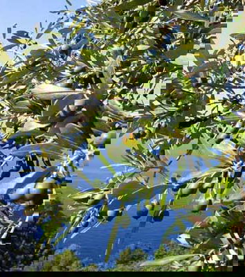 Qualche info sulla Xylella e gli ulivi