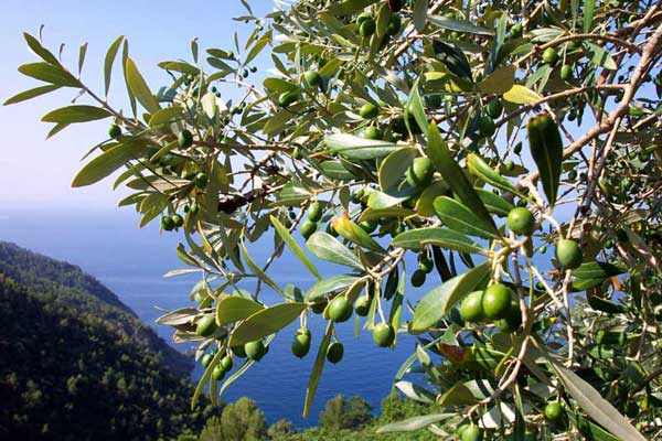 Qualche info sulla Xylella e gli ulivi