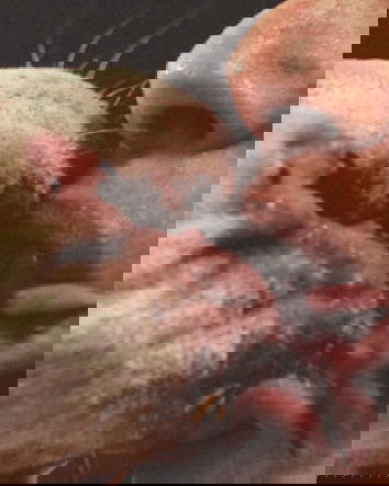 Limonare col proprio cane fa bene