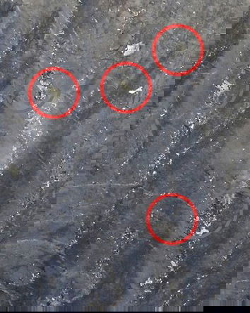 Sciacalli all’opera – GermanWings vol.2