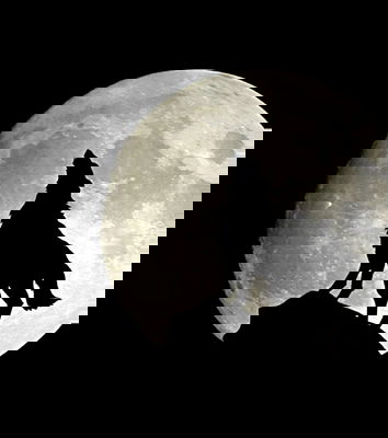 “Boicotta l’Ultimo Lupo”