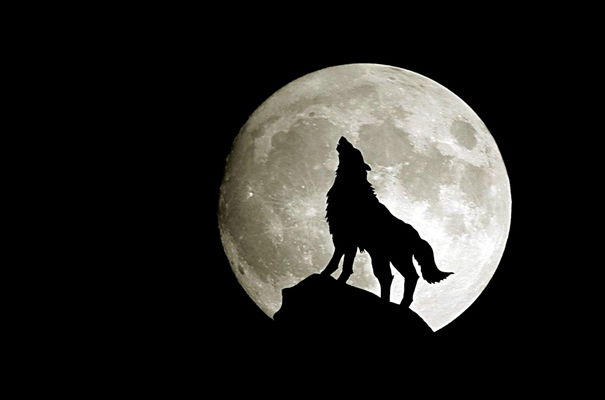 “Boicotta l’Ultimo Lupo” article-post